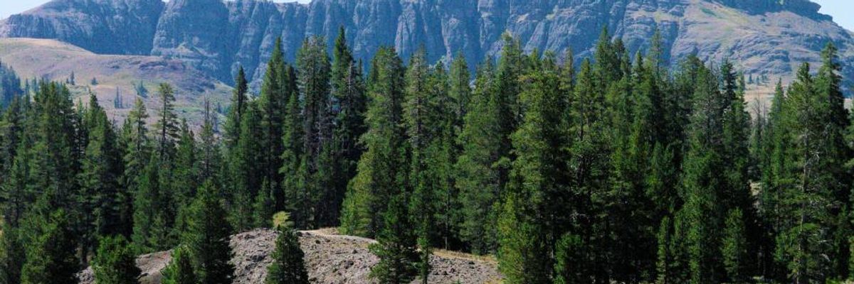 Video Featuring Greta Thunberg and George Monbiot Details Magical Solution to Climate Crisis: Nature