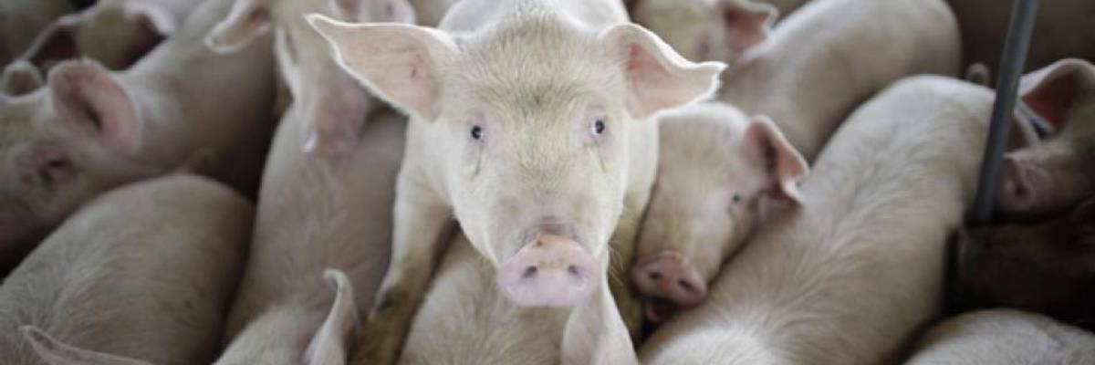 Steve King Wants to Force States to Hurt Animals--and People
