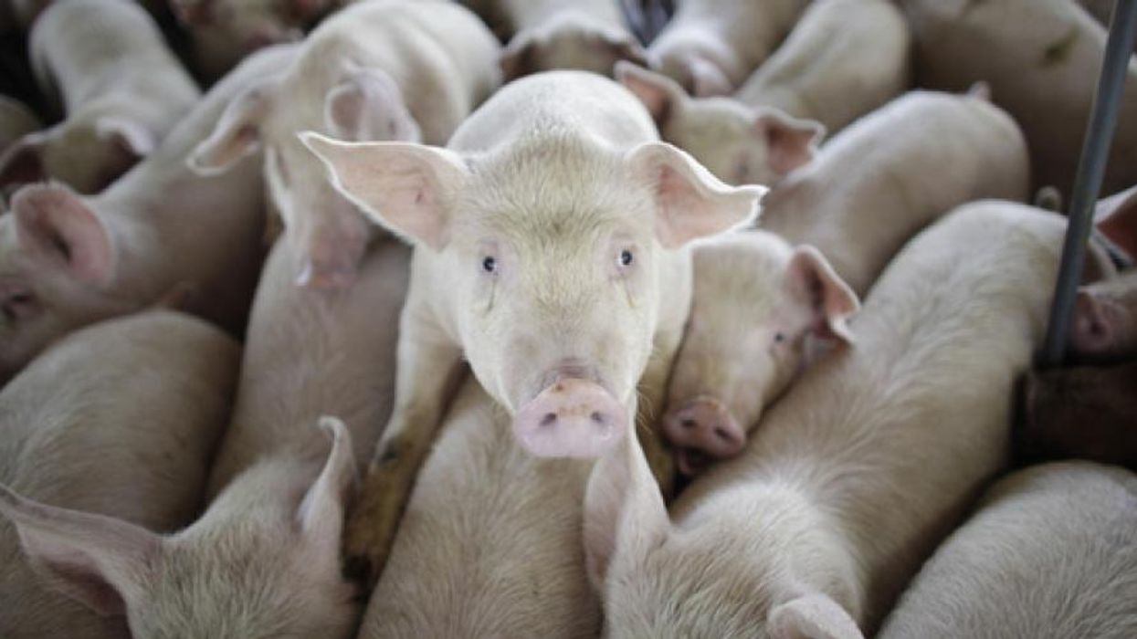 Steve King Wants to Force States to Hurt Animals--and People