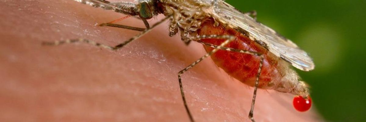 With Possible 'Major Public Health Impact,' Malaria Vaccine Advances