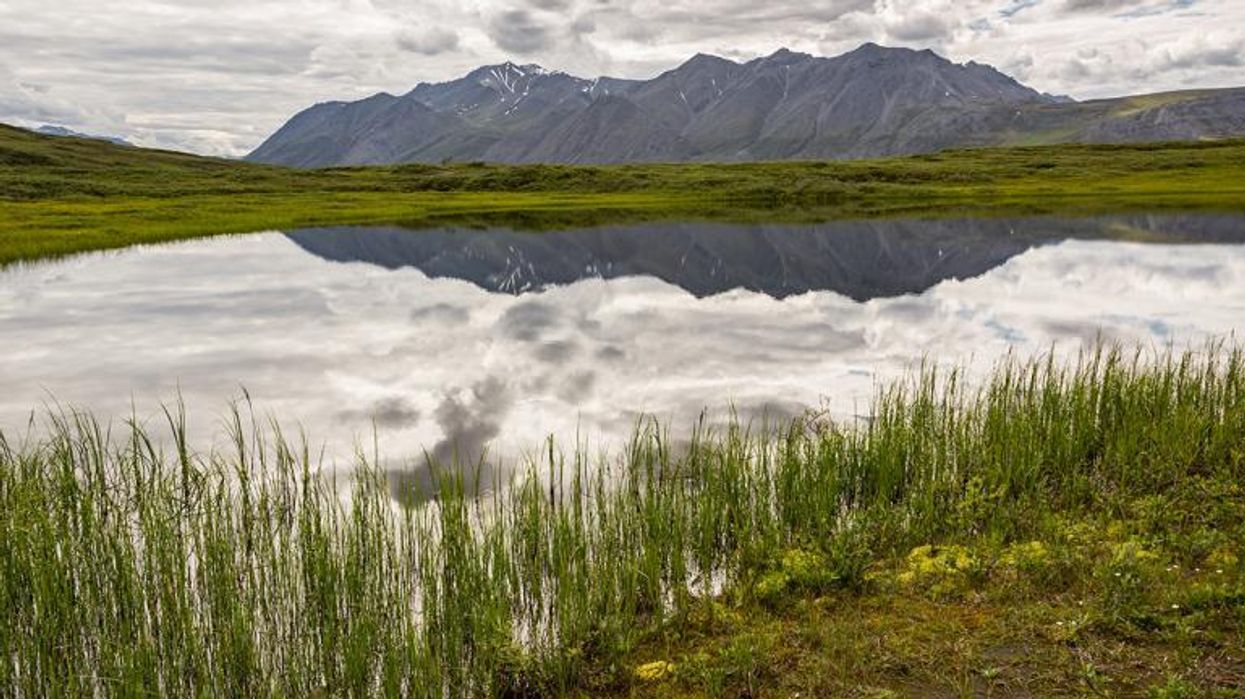 Turns Out That the Oil Industry Wasn't Interested in the Arctic Refuge After All