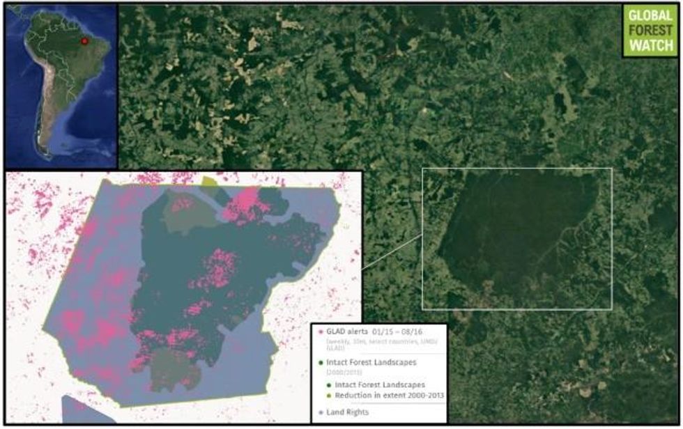 The Awa territory (bottom-left inset) has been a relative oasis of wilderness surrounded by increasing development, and contains a particularly large, continuous tract of primary forest called an Intact Forest Landscape. However, uncontrolled fires are wiping out vast swaths of the territory's rainforest. Data from the Global Land Analysis & Discovery (GLAD) lab at the University of Maryland and visualized on Global Forest Watch show more than 191,000 tree cover loss alerts were recorded from 2015 to August 17, 2016, with the biggest bouts of fire activity starting in November of last year.