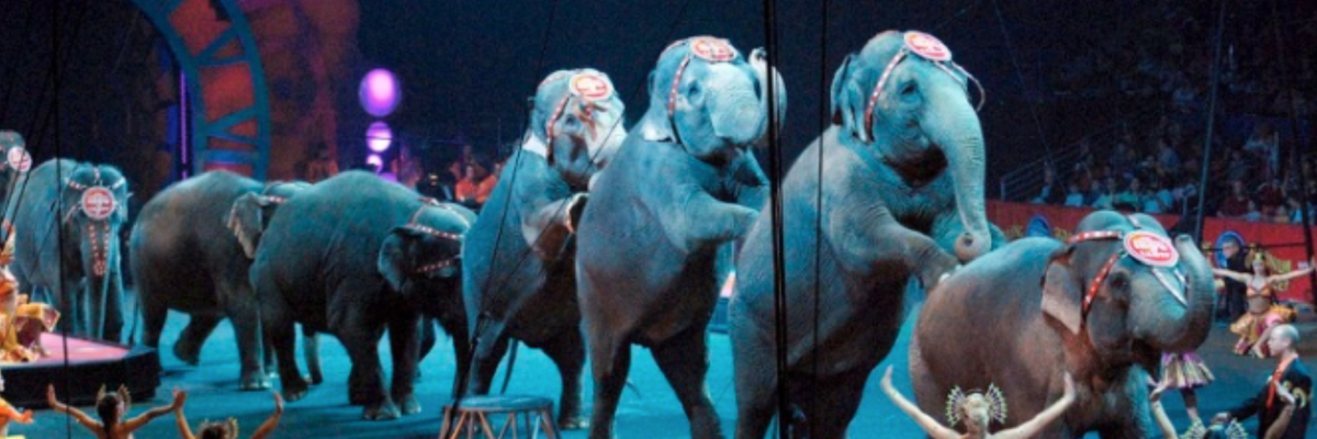 The awful circus is back in town.