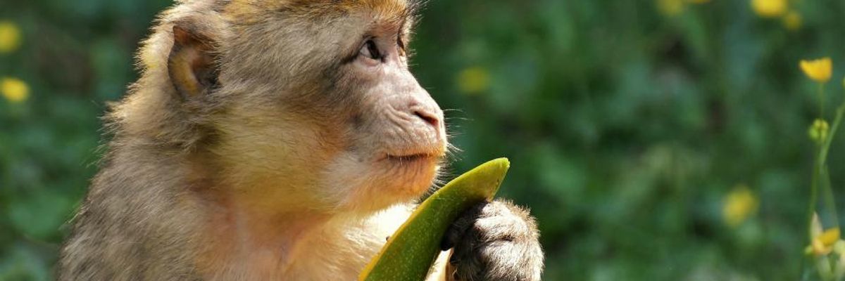 'The World Must Act Boldly': 23 Former Diplomats Urge Global Leaders to Adopt Paris-Style Agreement to Protect Biodiversity