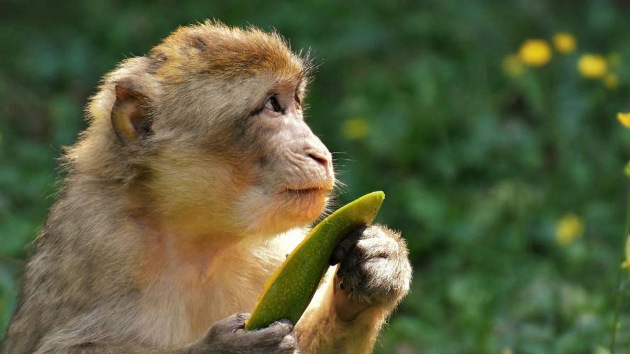 4 Major Environmental Treaties the U.S. Never Ratified -- But Should