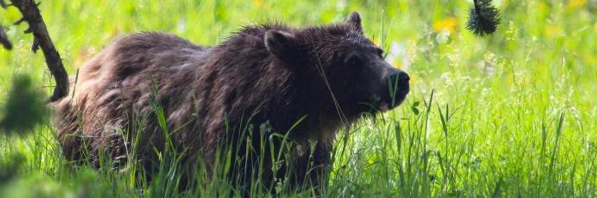 In Win for Wildlife, Yellowstone Area Grizzlies Get 'Stay of Execution'