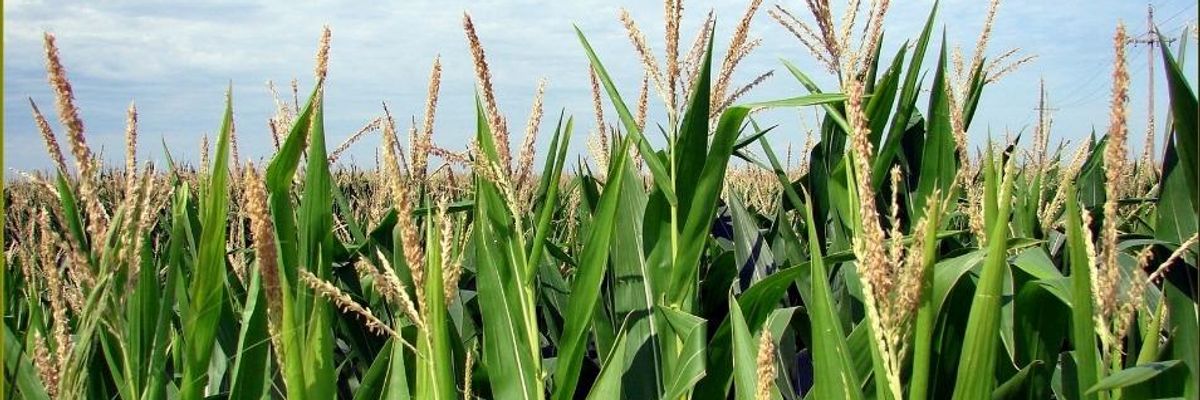 A Call for the Food Movement to Get Behind the Green New Deal