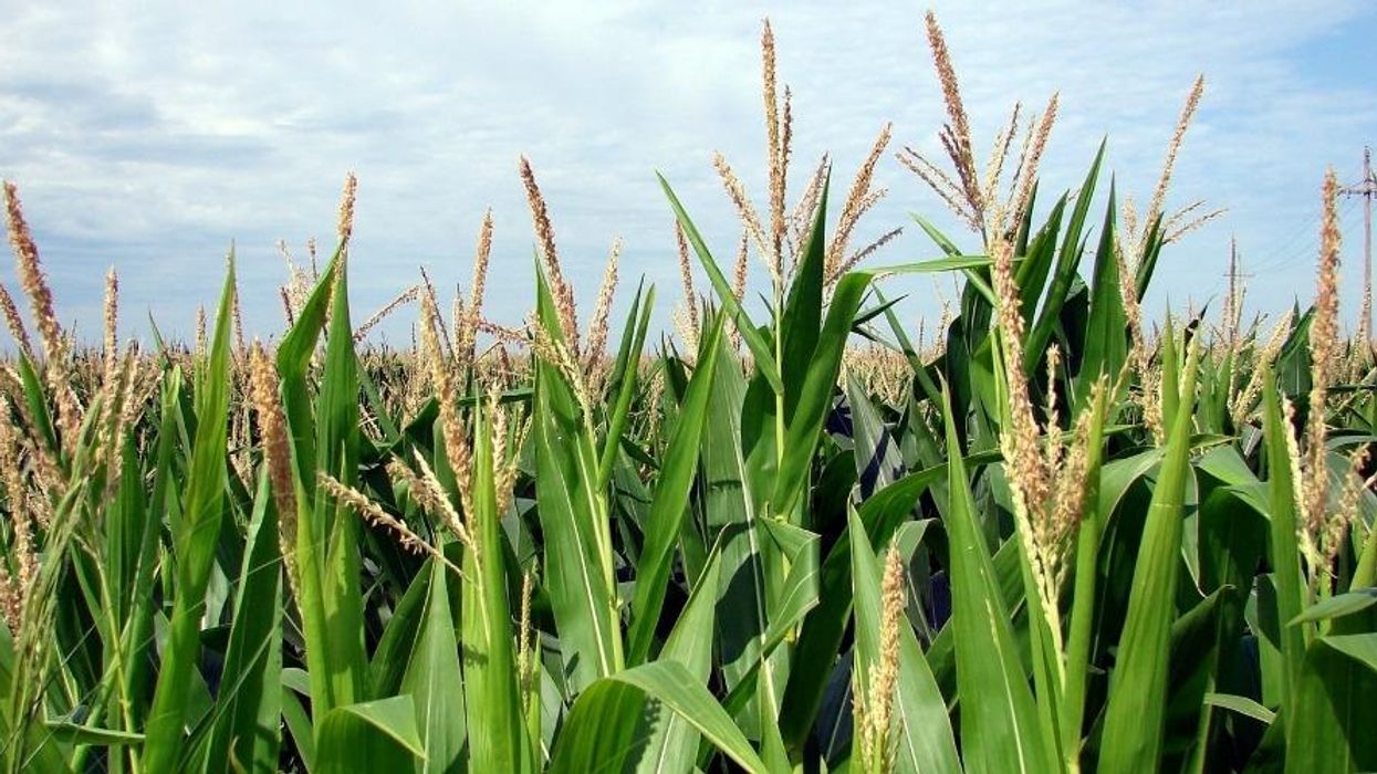 A Call for the Food Movement to Get Behind the Green New Deal