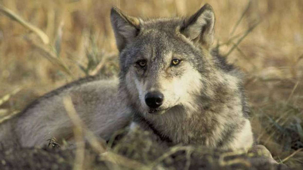 'Stunning and Supremely Disappointing': Biden Admin Moves to Appeal Gray Wolf Protections