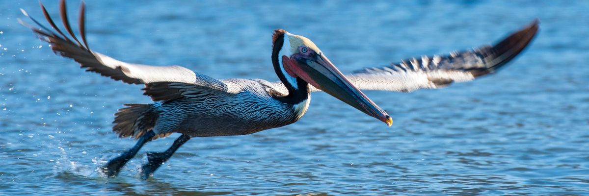 The Brown Pelican is endangered