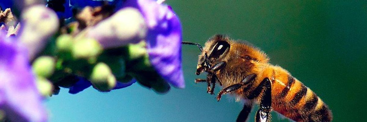 "It's About Time": Canada Celebrated for Banning Bee-Killing Neonics While US Backslides