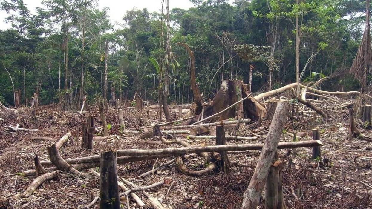 As Brazil's Bolsonaro Wages War on the Amazon, Rainforest Communities Battle Climate Emergency