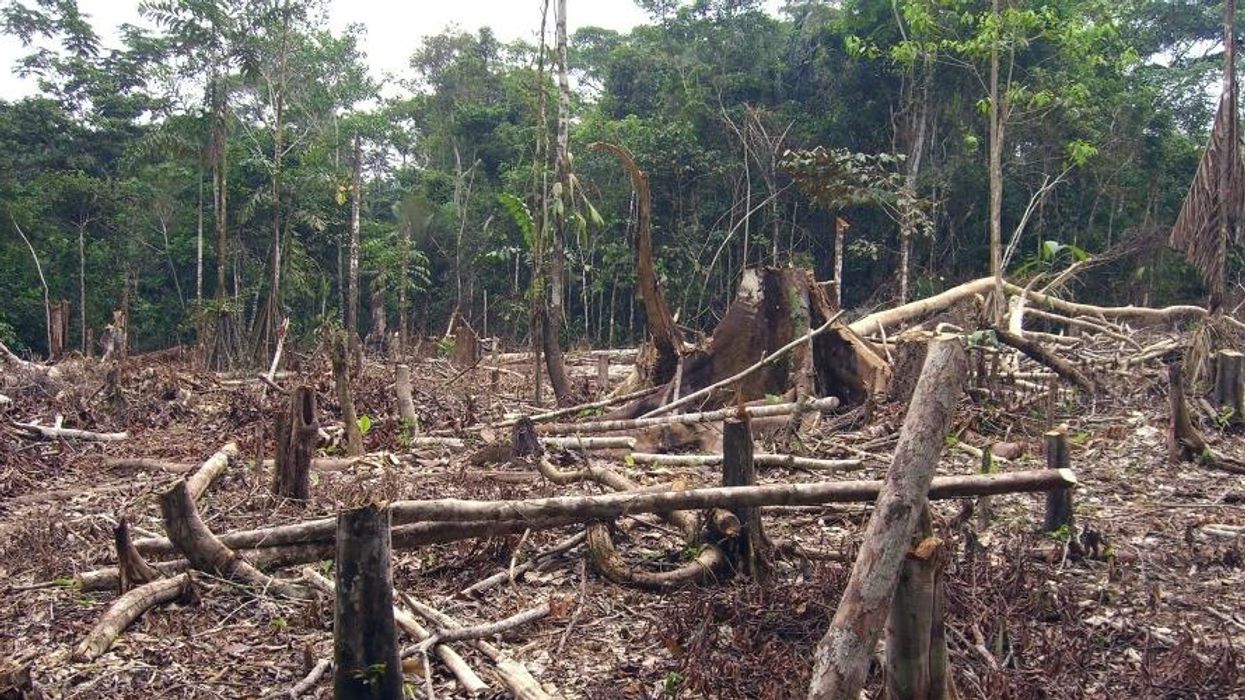 As Brazil's Bolsonaro Wages War on the Amazon, Rainforest Communities Battle Climate Emergency