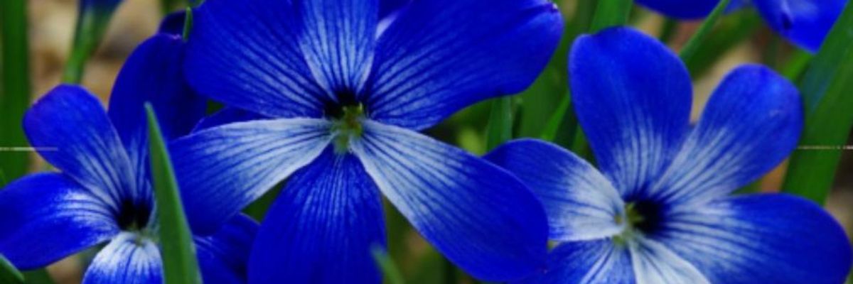 'Bad News for All Species': New Study Shows Nearly 600 Plants Wiped Out Over the Past 250 Years