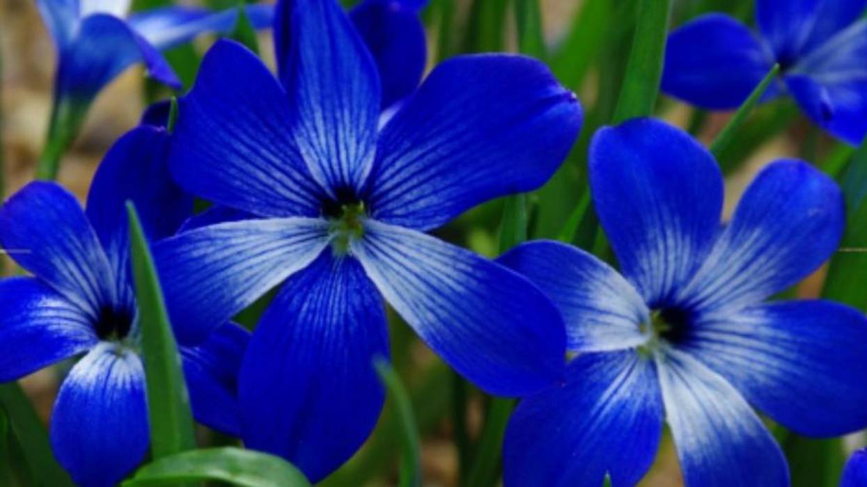 'Bad News for All Species': New Study Shows Nearly 600 Plants Wiped Out Over the Past 250 Years