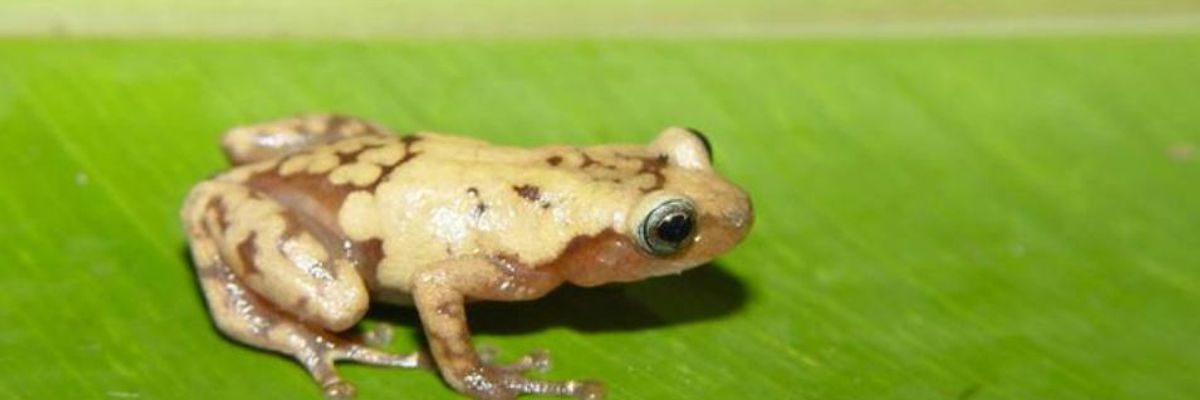 Climate Crisis Could Cause a Third of Plant and Animal Species to Disappear Within 50 Years: Study