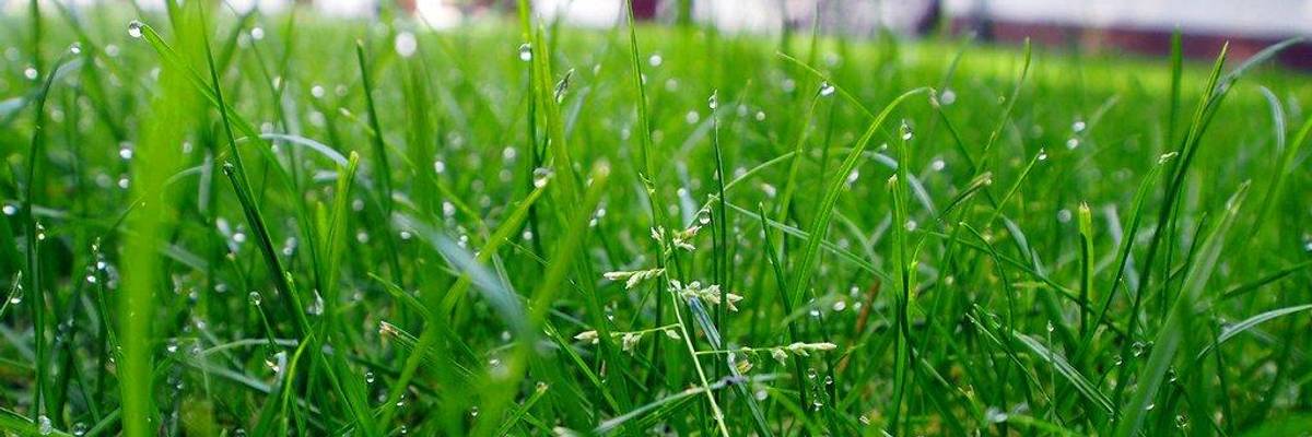 Pesticide Lawsuits and the Threat Hiding in the Perfect Lawn