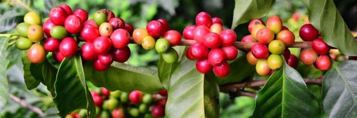 Coffee and the Shock Doctrine in Puerto Rico