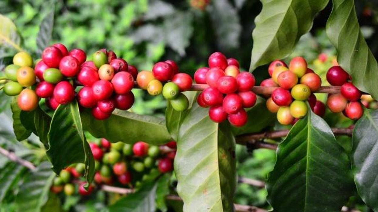 Coffee and the Shock Doctrine in Puerto Rico