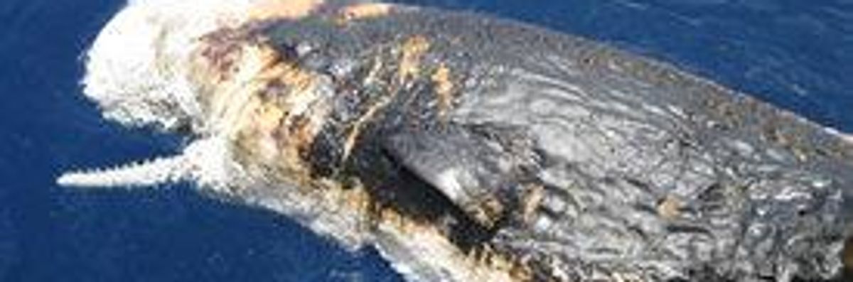 Released Docs Reveal Deadly Blow to Whales After BP Disaster