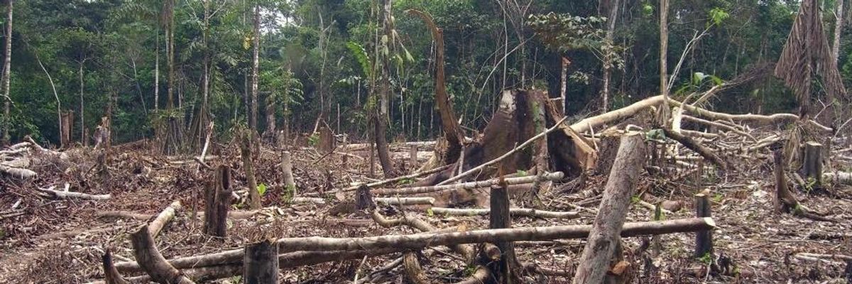 Statistic of the Decade: The Massive Deforestation of the Amazon