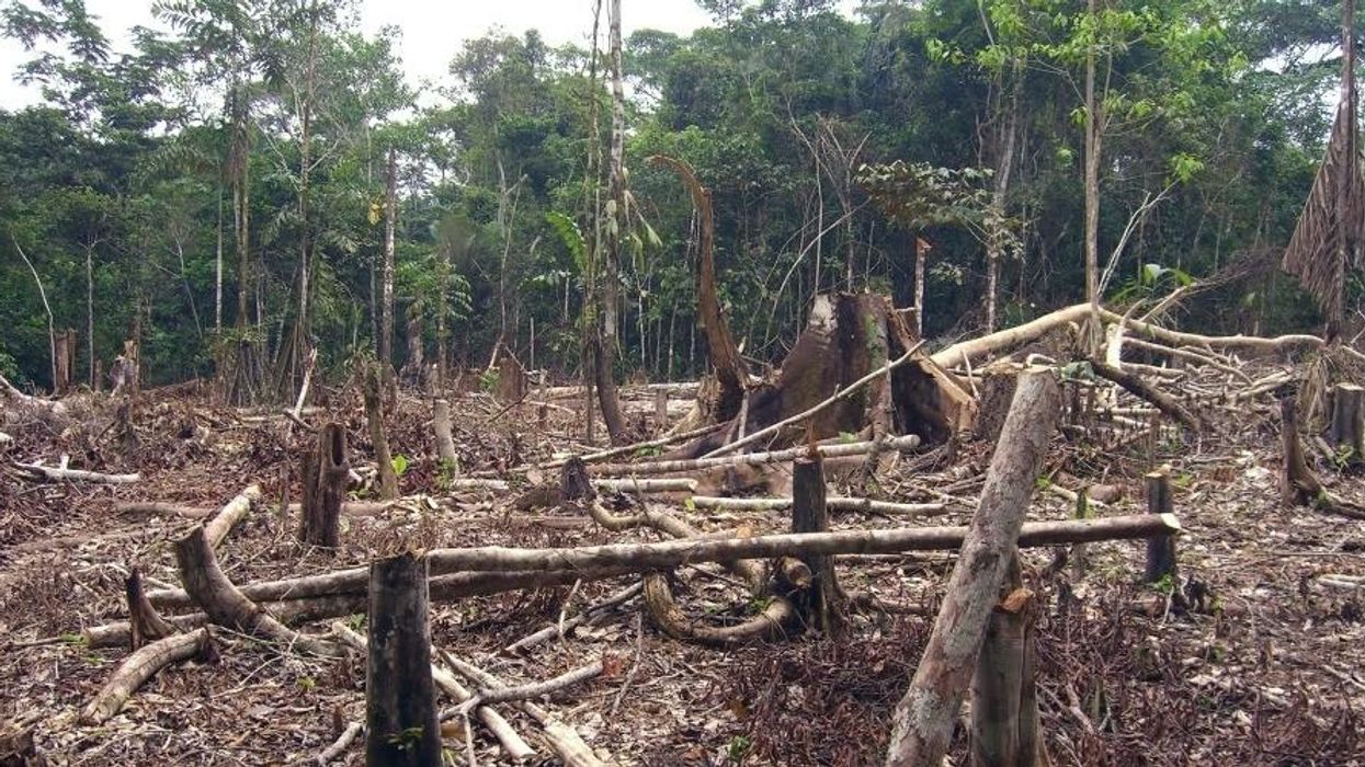 Statistic of the Decade: The Massive Deforestation of the Amazon