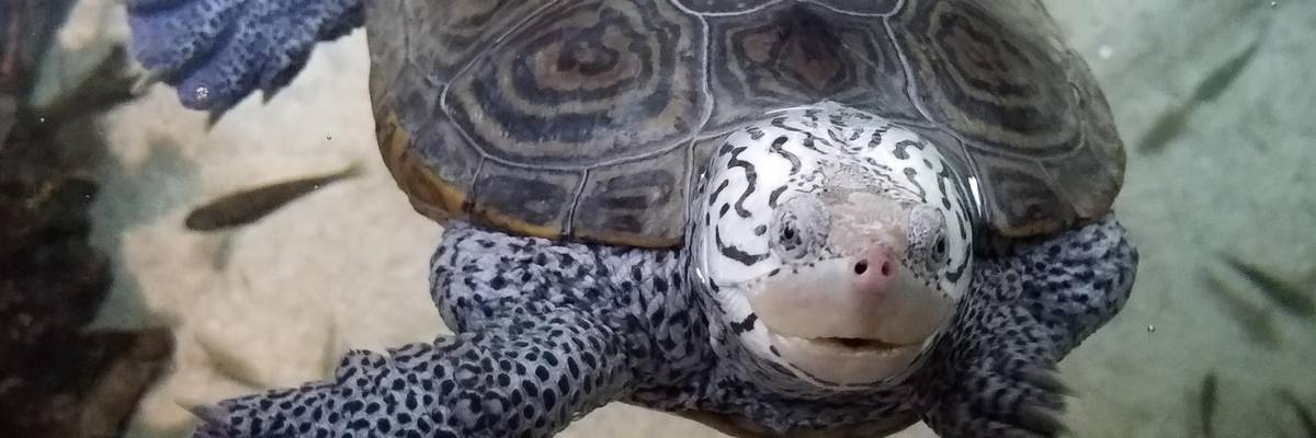 The diamondback terrapin is one of several animal and plant species in the U.S. already affected by the climate crisis.