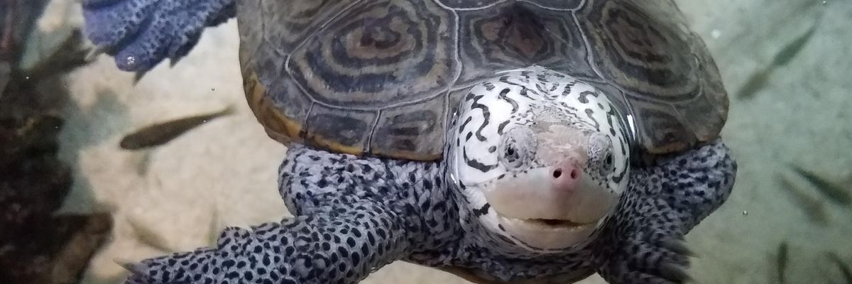 The diamondback terrapin is one of several animal and plant species in the U.S. already affected by the climate crisis.
