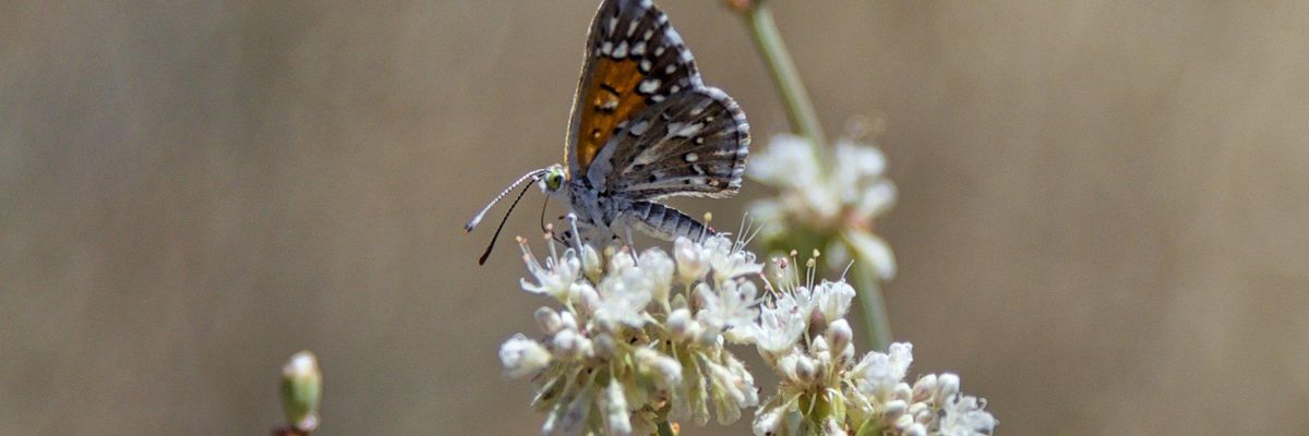 Conservationists Celebrate Federal Introduction of 'Extinction Prevention Act'