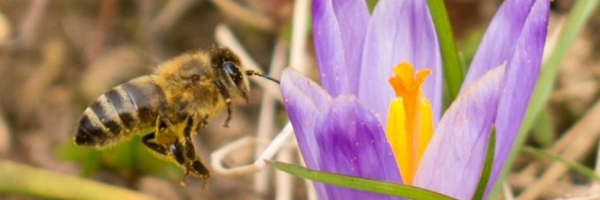 In 'Huge Win for Pollinators, People, and the Planet,' EU Bans Bee-Killing Pesticides