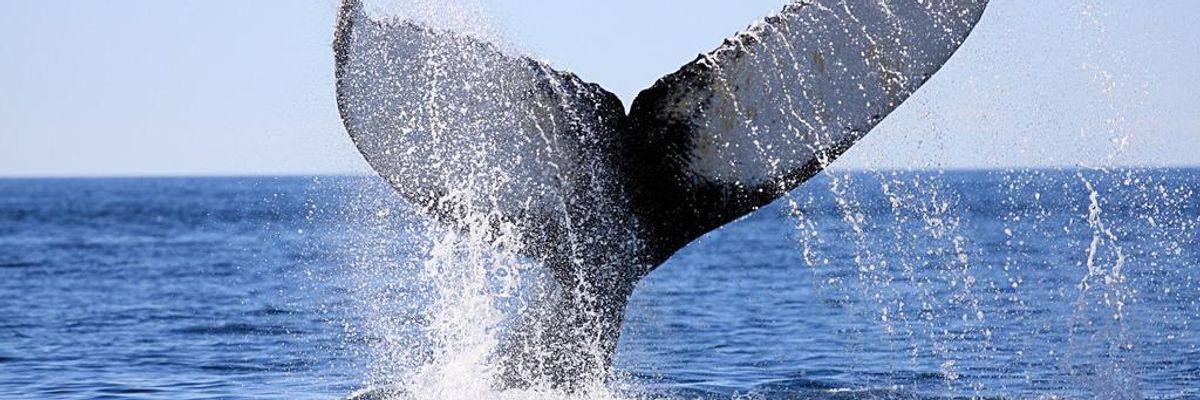 What Whales Have to Teach Humans About Capitalism