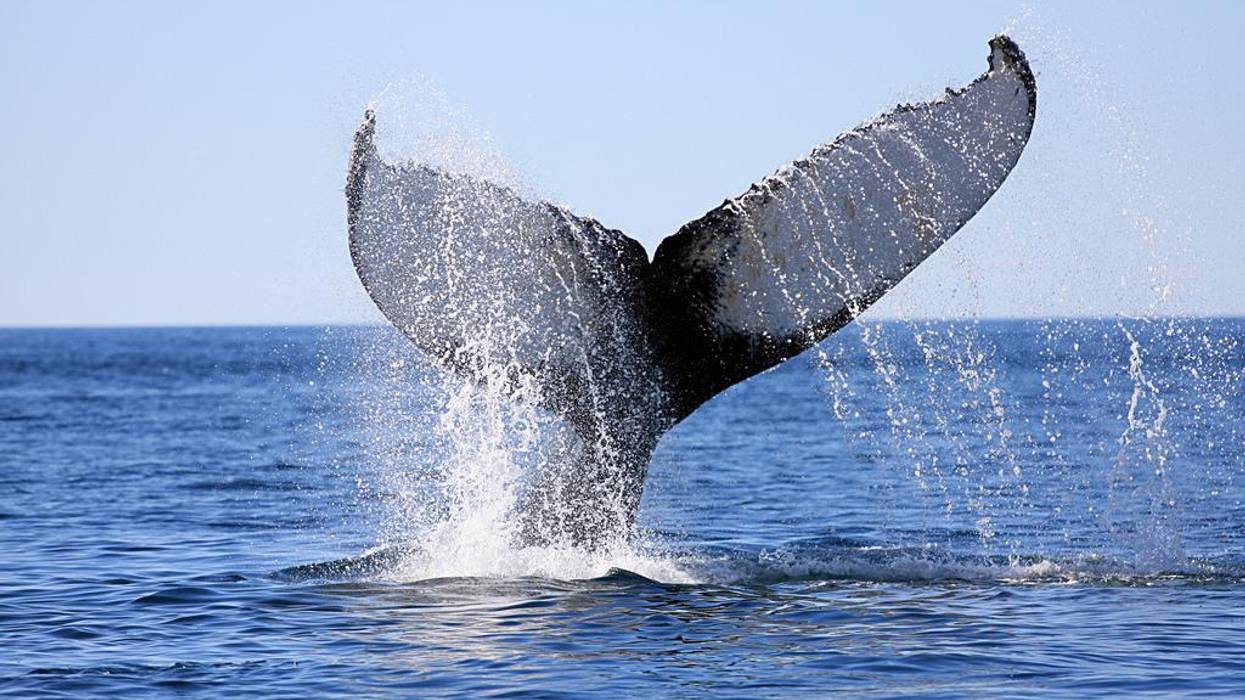 What Whales Have to Teach Humans About Capitalism