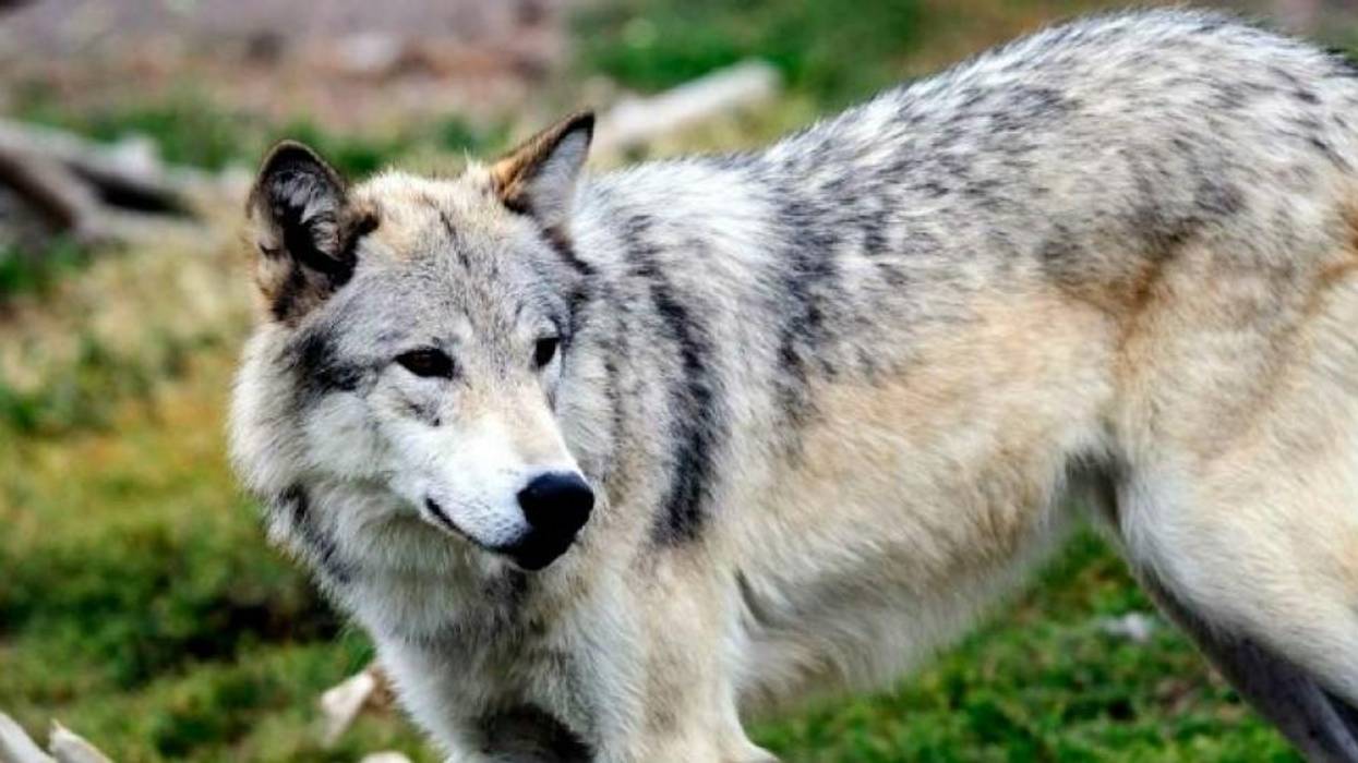 Endangered Species Act Saves Vast Majority of Species Under Its Protection