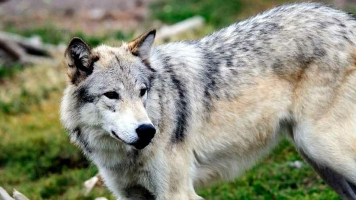 Endangered Species Act Saves Vast Majority of Species Under Its Protection