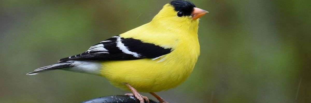Study Predicts 'Frightening Future' for North American Birds, With Two-Thirds of Species Extinct by 2100 If Earth Warms More Than 1.5 Degrees