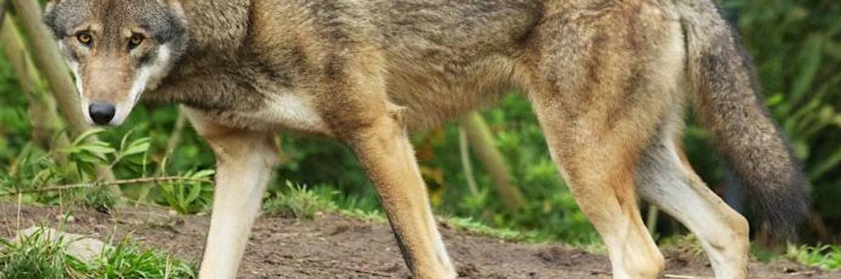 As GOP Pushes Overhaul, Conservationists Mobilize to Save 'Endangered Species Act From Extinction'