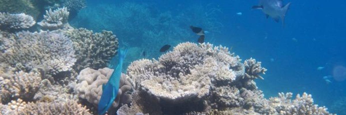 'There Is Shame In All This': Naomi Klein Voices Rage as Reef Disappears