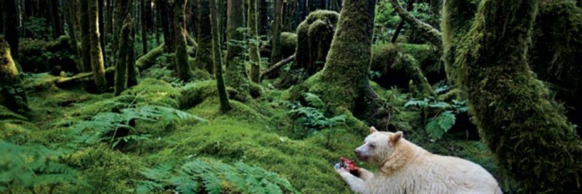 Landmark Deal to Protect Canadian Rainforest Called a 'Gift to the World'