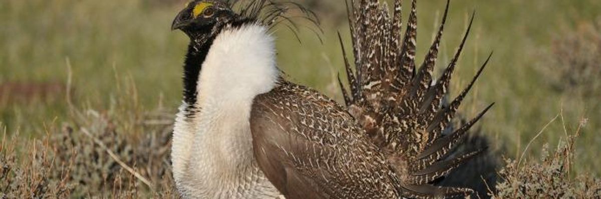 Trump 'Efforts to Serve Corporate Polluters' Dealt Blow as Judge Vacates Oil and Gas Lease Sales on Nearly 1 Million Acres