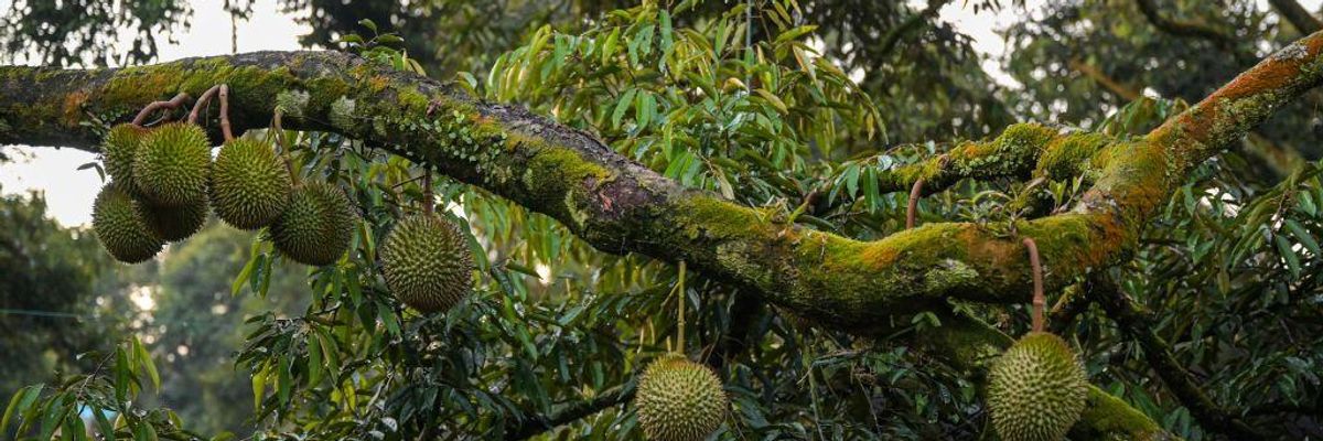 Earth Abuse and the Next Pandemic