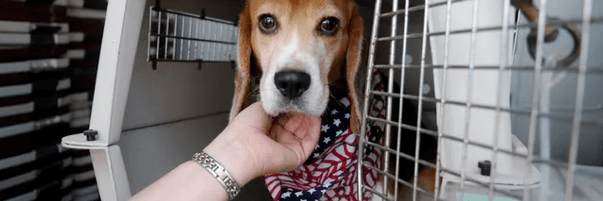 Lawmakers Rebuke Dept. of Veterans Affairs for Using 'Taxpayer Dollars to Fund Cruel, Painful Experiments on Dogs'