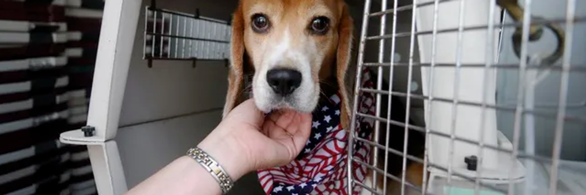 Lawmakers Rebuke Dept. of Veterans Affairs for Using 'Taxpayer Dollars to Fund Cruel, Painful Experiments on Dogs'