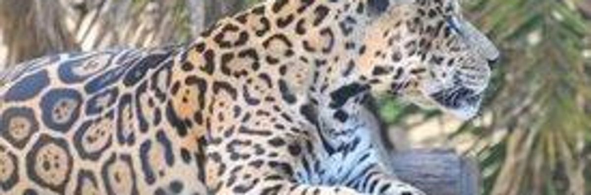 Brazil Embarks on Cloning of Wild Animals