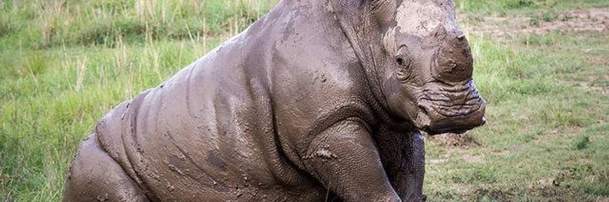 What the Death of a White Rhino Really Tells Us