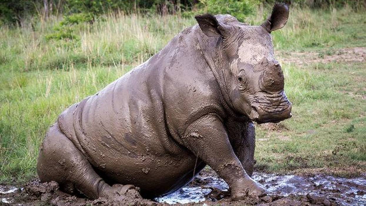 What the Death of a White Rhino Really Tells Us