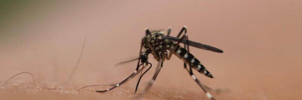 Amid Zika Scare, FDA Clears Way for GMO Mosquito Trial in Florida