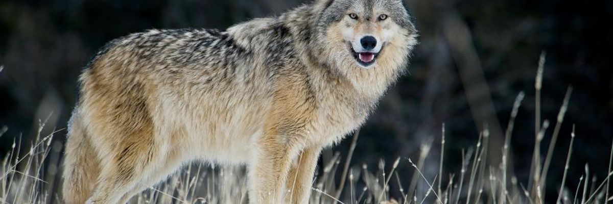 "The largest canine native to North America, gray wolves were once common throughout more than two-thirds of the lower 48 states," before being "nearly wiped out in the mid-20th century due to habitat loss and deliberate eradication efforts," Environment America explained in a statement released on Thursday, October 29, 2020. (Photo: Dennis Fast/VWPics/Universal Images Group via Getty Images)