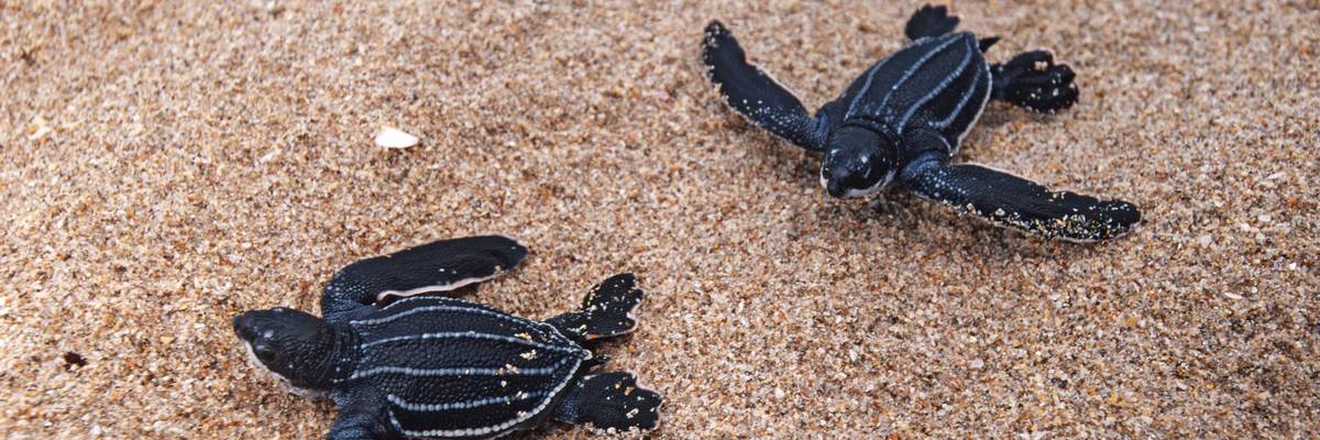 The Leatherback Turtle