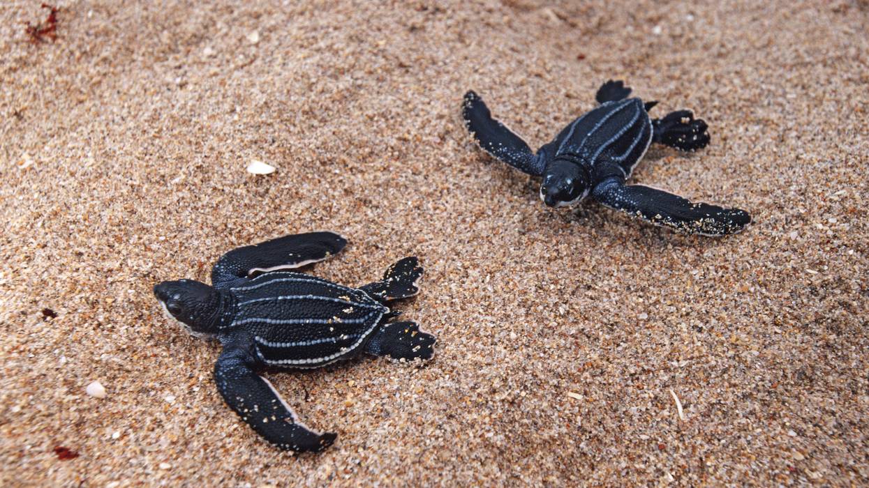 The Leatherback Turtle