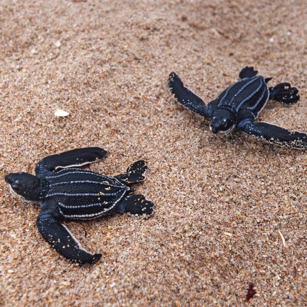 The Leatherback Turtle